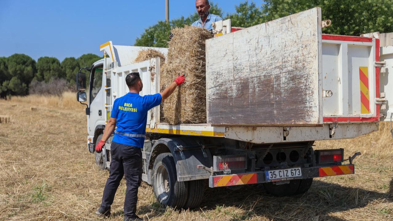 Buca’da üreticiye saman desteği