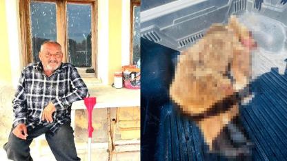 Seferihisar'a kabusu yaşatan ayı vurularak öldürüldü